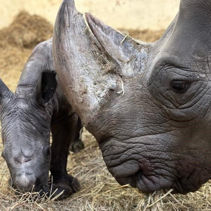 White rhino gives birth to calf at Toronto Zoo after 11 years in the facility